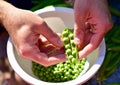 Shelling fresh green homegrown garden peas for healthy, organic eating