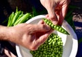 Shelling fresh green homegrown garden peas for healthy, organic eating