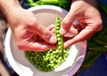 Shelling fresh green homegrown garden peas for healthy, organic eating