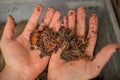 Hands show household compost worms. Responsible waste disposal concept Royalty Free Stock Photo