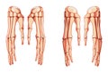 Hands Skeleton Human front Anterior ventral view. Set of carpals, wrist, metacarpals, phalanges. Anatomically correct 3D