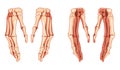 Hands Skeleton Human front back view. Set of carpals, wrist, metacarpals, phalanges. Anatomically correct 3D realistic