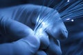 Hands skillfully handling fiber optic cables under blue light in a technology lab during evening hours Royalty Free Stock Photo