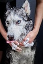 Hands soap the siberian husky dog, cute dog washing
