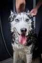 Hands soap the siberian husky dog, cute husky dog washing in home.