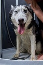 Hands soap the siberian husky dog, cute husky dog washing in home.