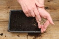 Hands sowing seeds