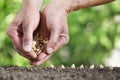 Hands sowing seeds in vegetable garden soil, close up on gre