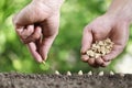 Hands sowing seeds in vegetable garden soil, close up on gre