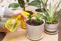 Hand spraying and watering different houseplant with water sprayer in pots at home. Growing indoor home plant