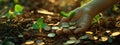 in the hands of a sprout and coins. Selective focus Royalty Free Stock Photo