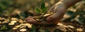 in the hands of a sprout and coins. Selective focus Royalty Free Stock Photo