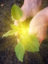 Hands sprout plant