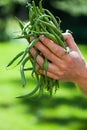 Hands and string beans Royalty Free Stock Photo