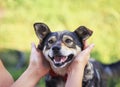 Human hands stroking behind the ears cute a brown rather smiling dog in a smart red butterfly in a summer garden