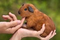 Hands stroking young guinea pig on blurred background Royalty Free Stock Photo