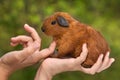 Hands stroking young guinea pig on nature background Royalty Free Stock Photo