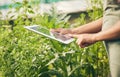 Hands on tablet, research and woman in garden checking internet website for information on plants. Nature, technology