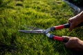 Hands take scissors and Cutting Fresh Grass. Royalty Free Stock Photo