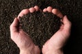 Hands taking a handful of fanning or broken loose leaf black tea and examining it in detail. Close up, top view. Royalty Free Stock Photo