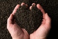 Hands taking a handful of fanning or broken loose leaf black tea and examining it in detail. Close up, top view. Royalty Free Stock Photo