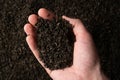 Hands taking a handful of fanning or broken loose leaf black tea and examining it in detail. Close up, top view. Royalty Free Stock Photo