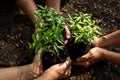 Hands Team work protecting sapling tree growing up and planting on land for reduce global warming earth, Royalty Free Stock Photo