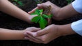 Hands Team work protecting sapling tree growing up and planting on land for reduce global warming earth, Royalty Free Stock Photo