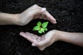 Hands Team work protecting sapling tree growing up and planting on land for reduce global warming earth, top view. Royalty Free Stock Photo