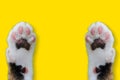 Hands Thai cat smile weat hat on yellow isolated background for animal image