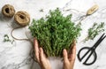 Hands tie bouquet of fresh thymes on light marble background with skein of jute twine. Thyme herb bunch. Top view Royalty Free Stock Photo