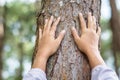 Hands Touch the Pine Tree Royalty Free Stock Photo