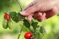 Hands touch plant of cherry tomatoes control quality and cure