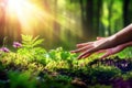 Hands Touching New Growth in Sunlight, a gentle touch in spring season Royalty Free Stock Photo