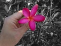 Hands touching plumeria flowers in dark tone Royalty Free Stock Photo