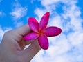 Hands touching plumeria flowers in sky Royalty Free Stock Photo