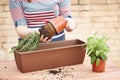 Hands transplanting rosemary to pot Royalty Free Stock Photo