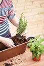 Hands transplanting rosemary to pot Royalty Free Stock Photo