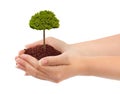 Hands and tree Royalty Free Stock Photo