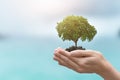 Hands of trees growing seedlings. bokeh blue sea background. Earth Day in the concept Royalty Free Stock Photo