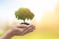 Hands of trees growing seedlings. bokeh green background. Earth Day in the concept Royalty Free Stock Photo