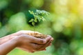 In the hands of trees growing seedlings Bokeh green Background Female hand holding tree nature field grass Forest conservation