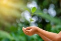 In the hands of trees growing seedlings. Bokeh green Background Female hand holding tree on nature field grass Forest conservation Royalty Free Stock Photo