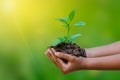 In the hands of trees growing seedlings. Bokeh green Background Female hand holding tree on nature field grass Forest conservation Royalty Free Stock Photo