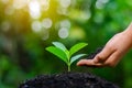 In the hands of trees growing seedlings. Bokeh green Background Female hand holding tree on nature field grass Forest conservation Royalty Free Stock Photo