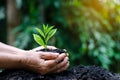 In the hands of trees growing seedlings. Bokeh green Background Female hand holding tree on nature field grass Forest conservation Royalty Free Stock Photo