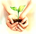 Seedlings in hands