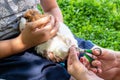 hands trimming claws of guinea pig with pet clippers. Haircut claws of guinea pig with claw cutter or special scissors for cutting