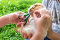 hands trimming claws of guinea pig with pet clippers. Haircut claws of guinea pig with claw cutter or special scissors