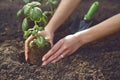 Hands of unknown female are planting young green basil sprout or plant in soil. Organic eco seedling. Sunlight, ground Royalty Free Stock Photo